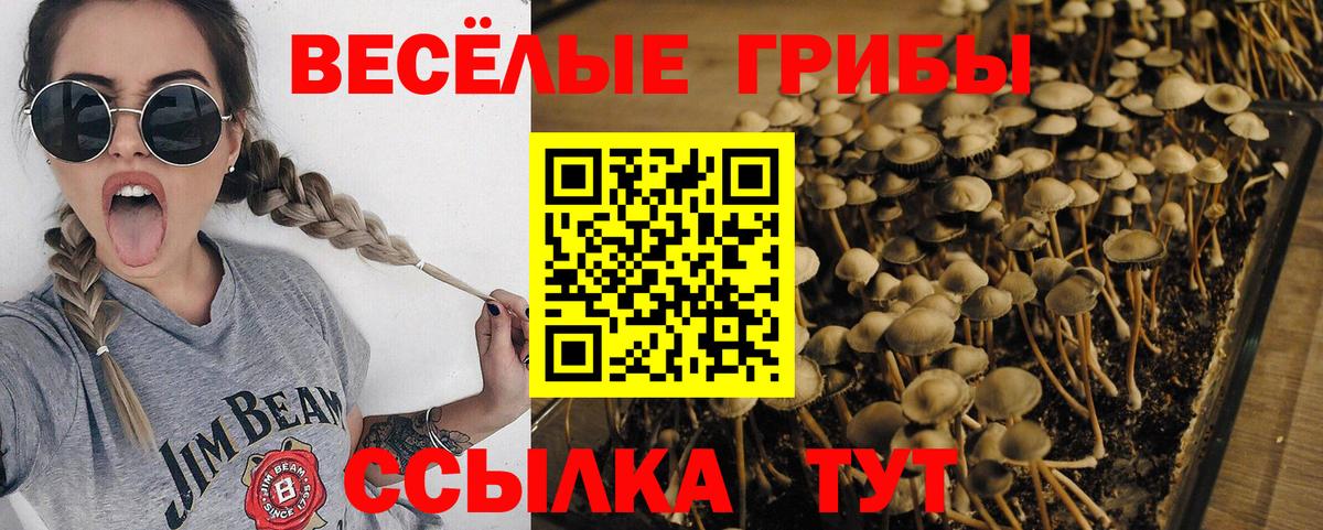 Галлюциногенные грибы Psilocybine cubensis Краснознаменск